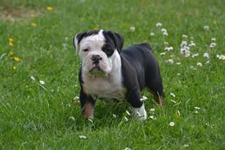 Adorable bouledogue français