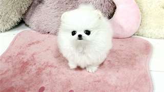 Pomeranians gratuites