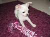 Chiots de race chihuahua mignons disponibles - photo 1