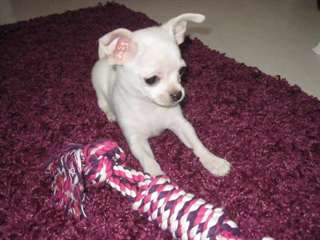 Chiots de race chihuahua mignons disponibles