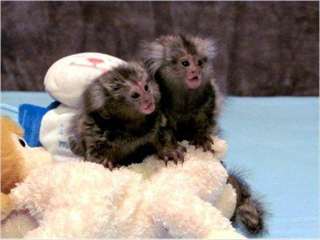 Deux bébés singes ouistiti