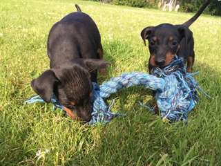 Manchester terrier