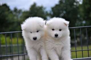 superbes chiots samoyède