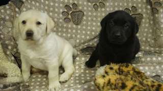 Golden Retriever chiot à la recherche d'une belle