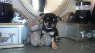 Mini Chihuahua -Welpen recherche d'une belle et