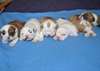 Adorables chiots bulldog anglais dispo - photo 1