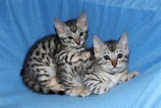 Mignon Bengale Hittens Disponible