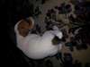 Jack Russell miniature chiots. - photo 1