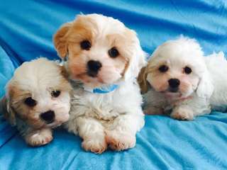 beaux chiots maltais mignon à la recherche d'un f