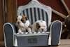 Super bulldog anglais chiots à la recherche d'une - photo 1