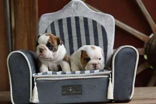 Super bulldog anglais chiots à la recherche d'une
