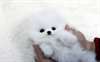 Petite Chiot Pomeranien - photo 1