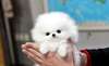 Petite Chiot Pomeranien - photo 2