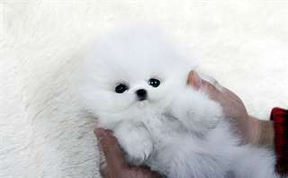 Petite Chiot Pomeranien