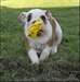 Adorable Bulldog anglais - photo 1