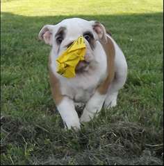 Adorable Bulldog anglais