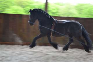Don Cheval frison hongre