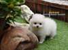 magnifiques chiots poméranien - photo 1