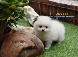 magnifiques chiots poméranien