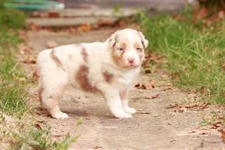 Chiots berger australien