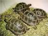 Tortues Sulcata - photo 1