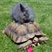 Tortues Sulcata - photo 2