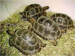 Tortues Sulcata