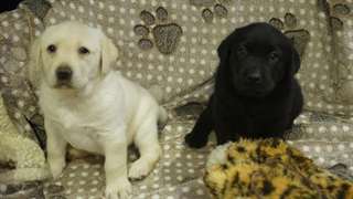 Golden Retriever chiot à la recherche d'une belle