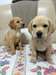 chiot Labrador à la recherche d'une belle maison - photo 1