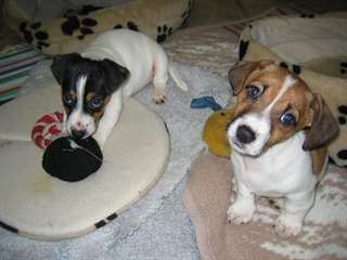 Deux qualité Belle Belle Jack Russell Terrier chio