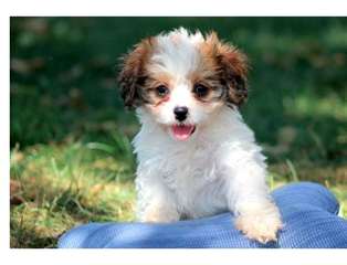 Chiots Bichon Havanais