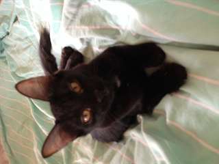 Donne deux chaton de 5 mois