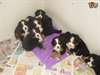Bernoises chiots de chien de montagne pour adoptio - photo 1