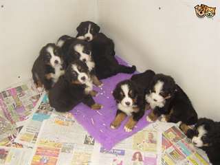 Bernoises chiots de chien de montagne pour adoptio