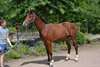 vente cheval a une belle prix - photo 1