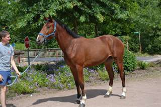 vente cheval a une belle prix