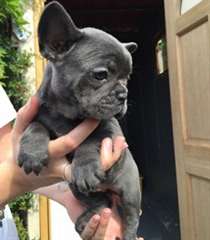 chiots de bouledogue fran&#231;ais