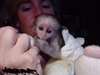 B&#233;b&#233; singe Capucin inscrit lof - photo 1