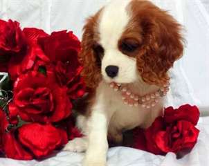 Les chiots Cavalier King Charles