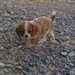 Magnifiques chiots cavalier king charles dispo - photo 2