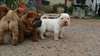 adorables chiots Shar Pei  disponible - photo 2