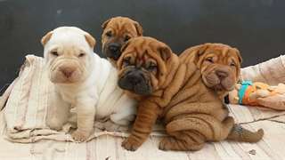 adorables chiots Shar Pei  disponible