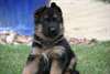 superbes chiots berger allemand - photo 2