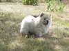 chiots chow chow dispo - photo 2