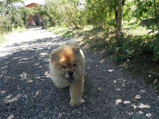 chiots chow chow dispo