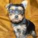 chiots yorkshire terrier dispo - photo 2