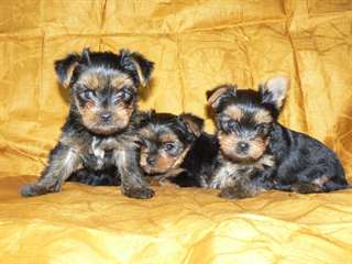 chiots yorkshire terrier dispo