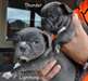 **french Bulldog Puppies*** - photo 1