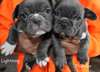 **french Bulldog Puppies*** - photo 2