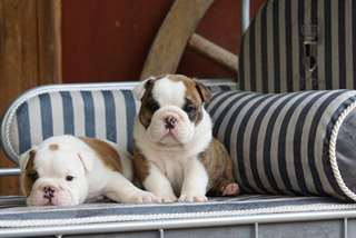 Super bulldog anglais chiots à la recherche d'une